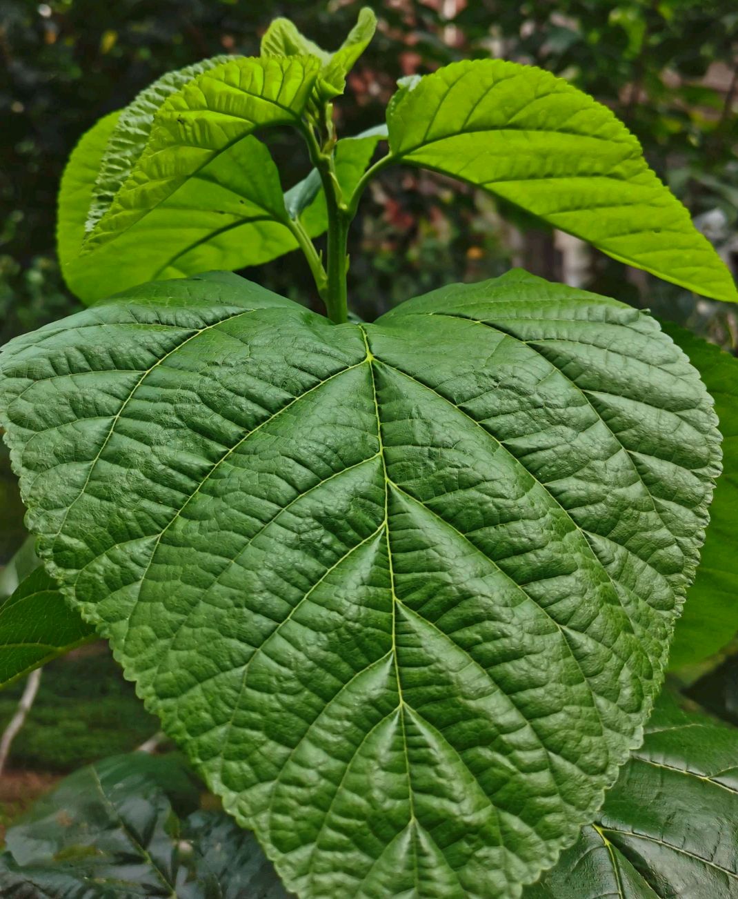 桑叶菜吃了还想吃