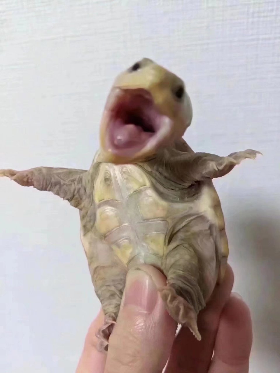 哈哈哈哈哈哈一个乌龟怎么会有那么多表情啊