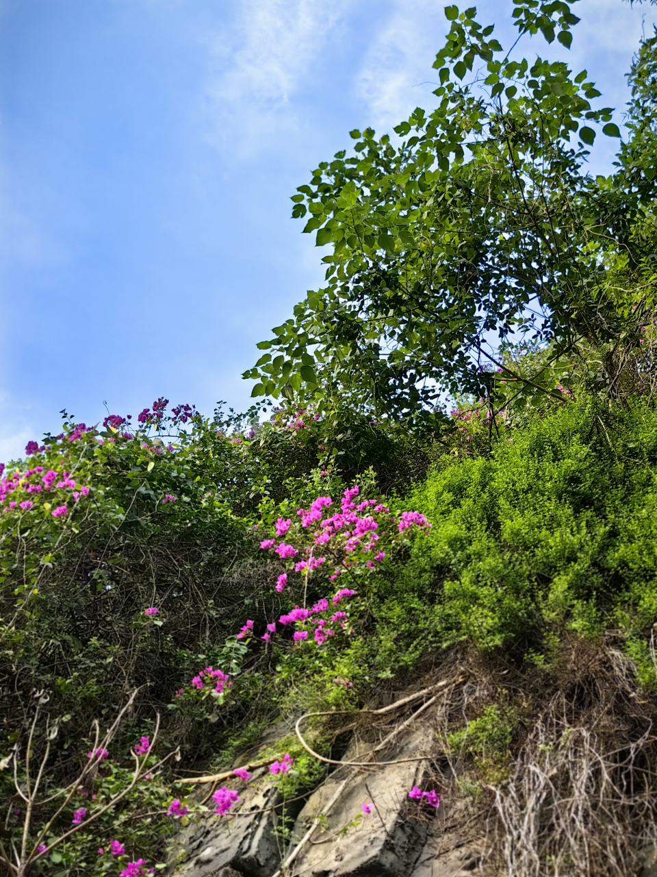 12开始实施梅花朵朵工程以来,内心安稳踏实很多.