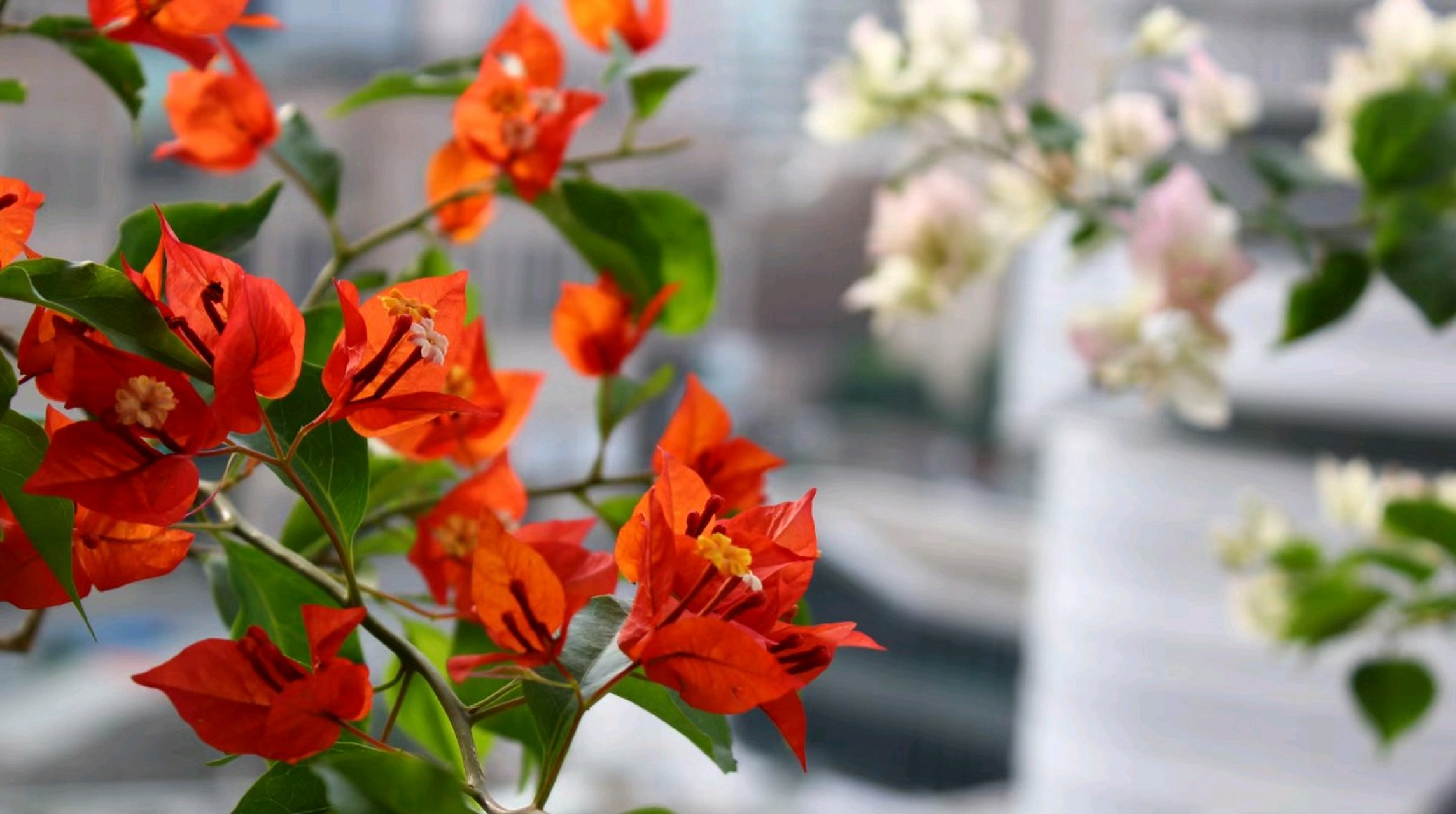 喜欢三角梅,又喜欢红色如火一样的三角梅,就养红桑巴三角梅,开花的