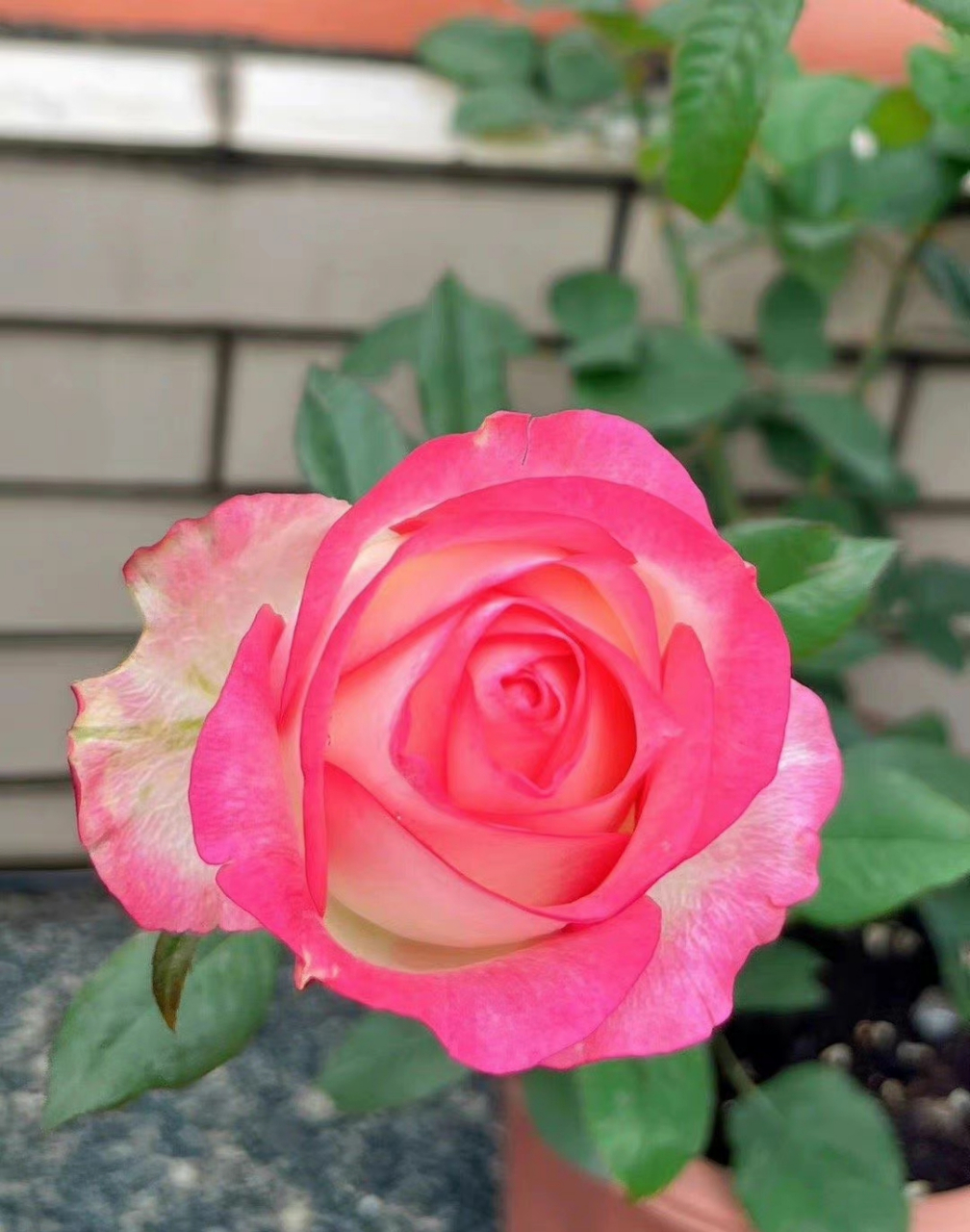 送花花切花月季:艾莎(爱莎) 小苗开花看看对不对版… 今天天气不错!