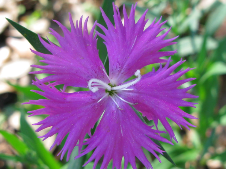 不带花字的花名有哪些?