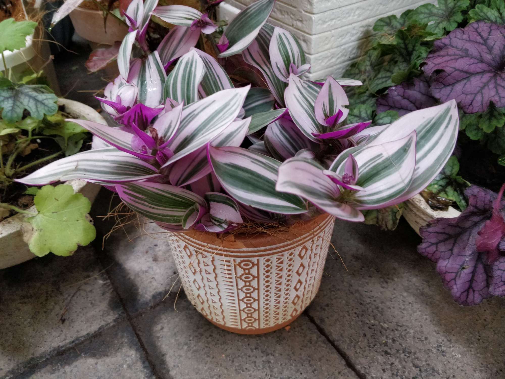 朴实淡雅吊竹梅,纯美无暇吐芳华