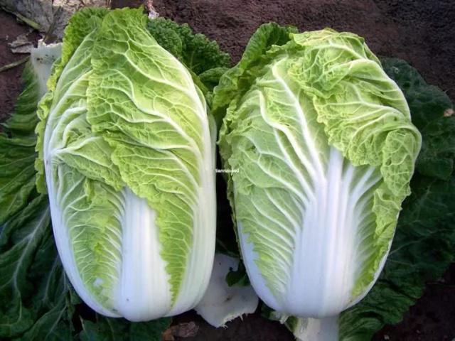 胶州大白菜丨提起大白菜,当属胶州!