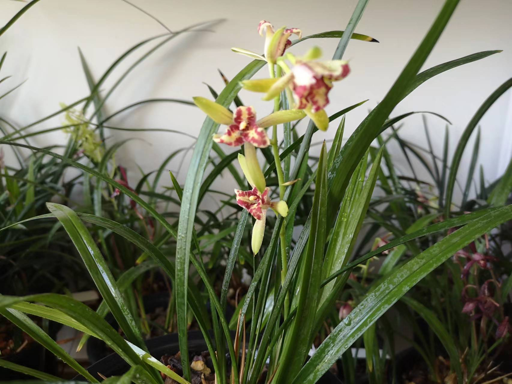 建兰吹吹蝶,因原产于四川峨眉山,又名峨眉三星,株形小巧,高25公分左右