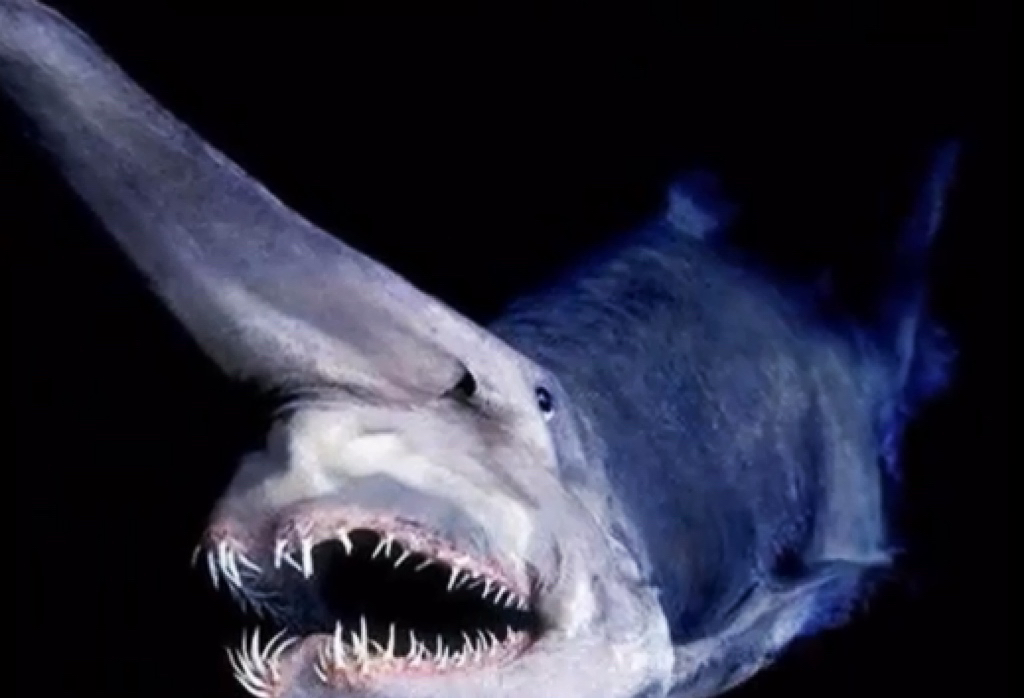 会自爆的魔鬼鲨之谜:它骄傲又神秘,宁可自爆也不愿被捕