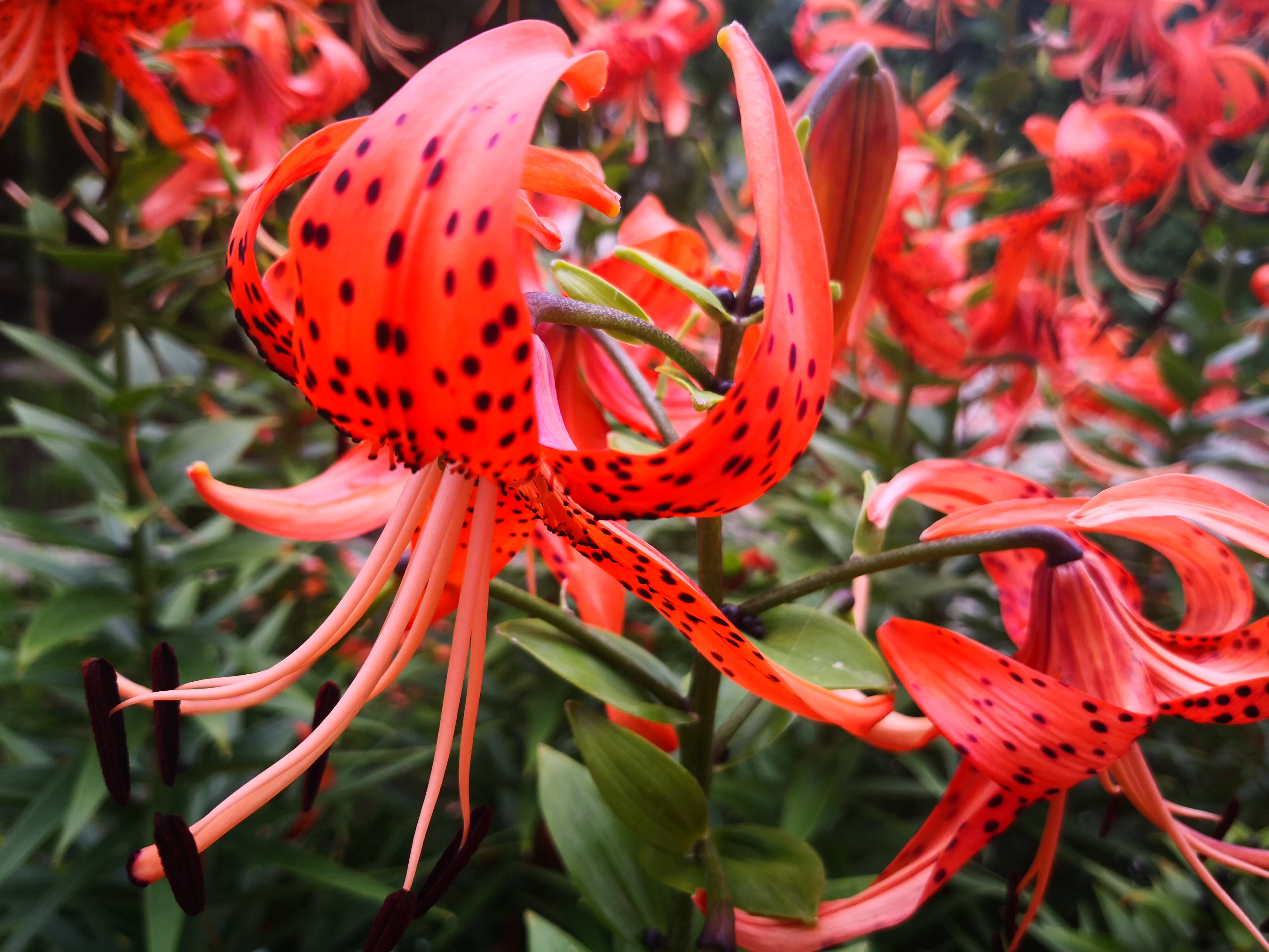 "百合之冠"卷丹百合,风情万种,热烈霸气中带着野性