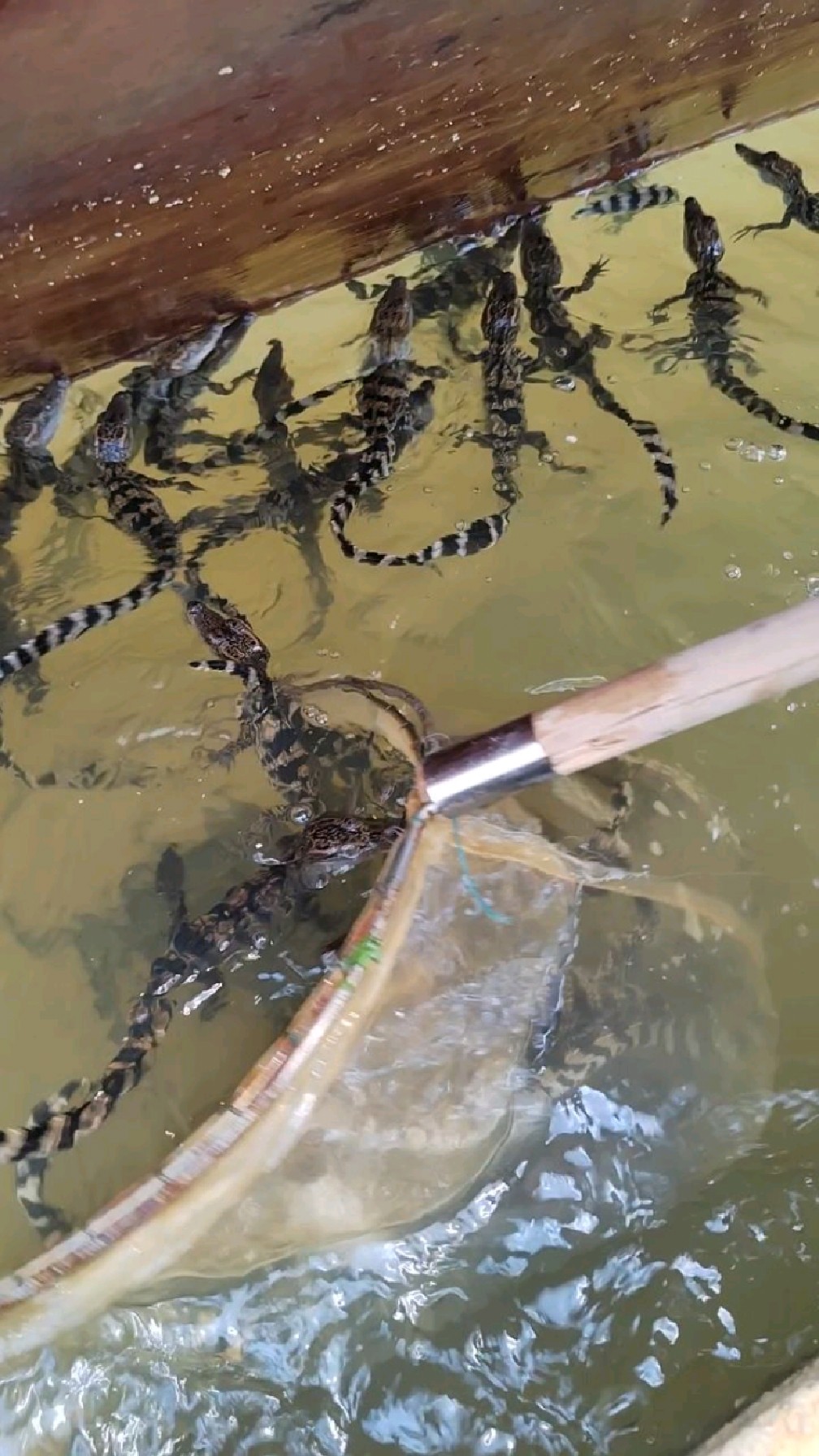 鳄鱼游泳深水图片