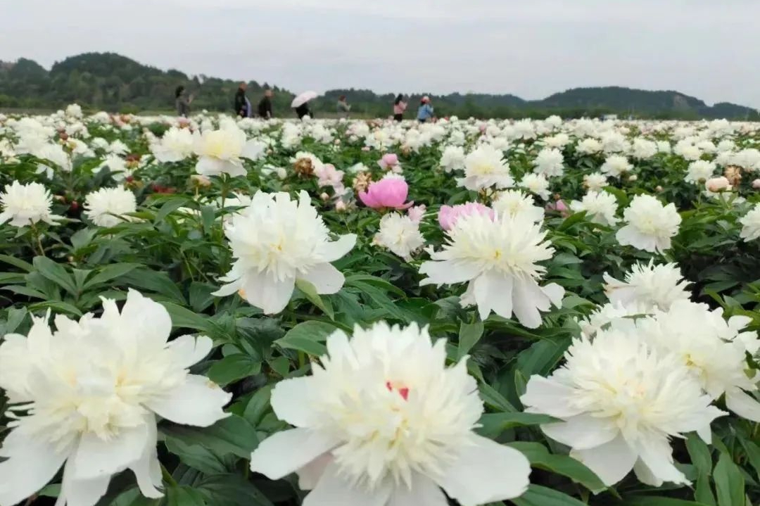 成都出发1.5小时,直达30000亩芍药花花海,1天就可以来回