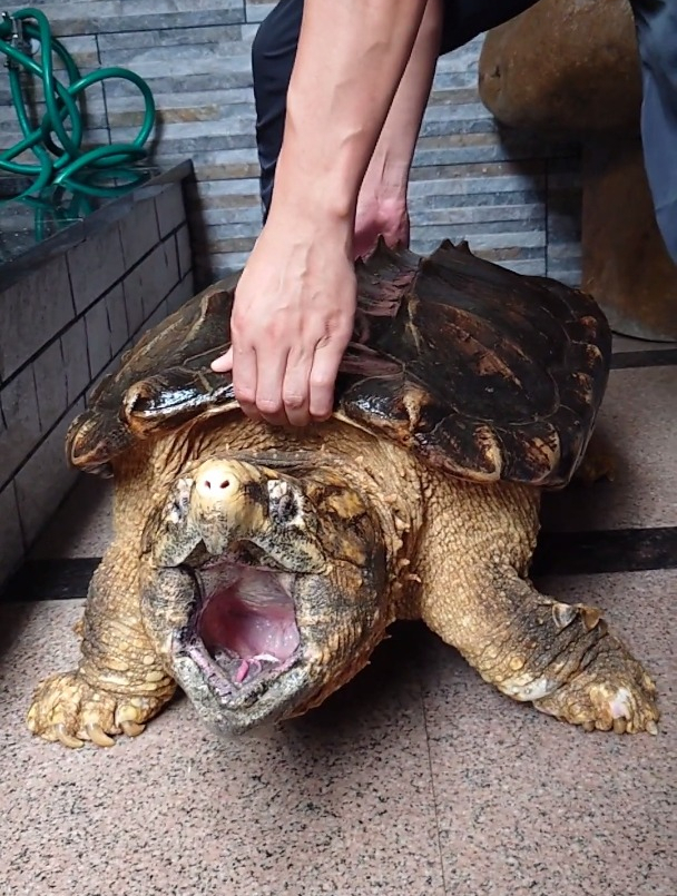 80斤重的大鳄龟,太可爱了