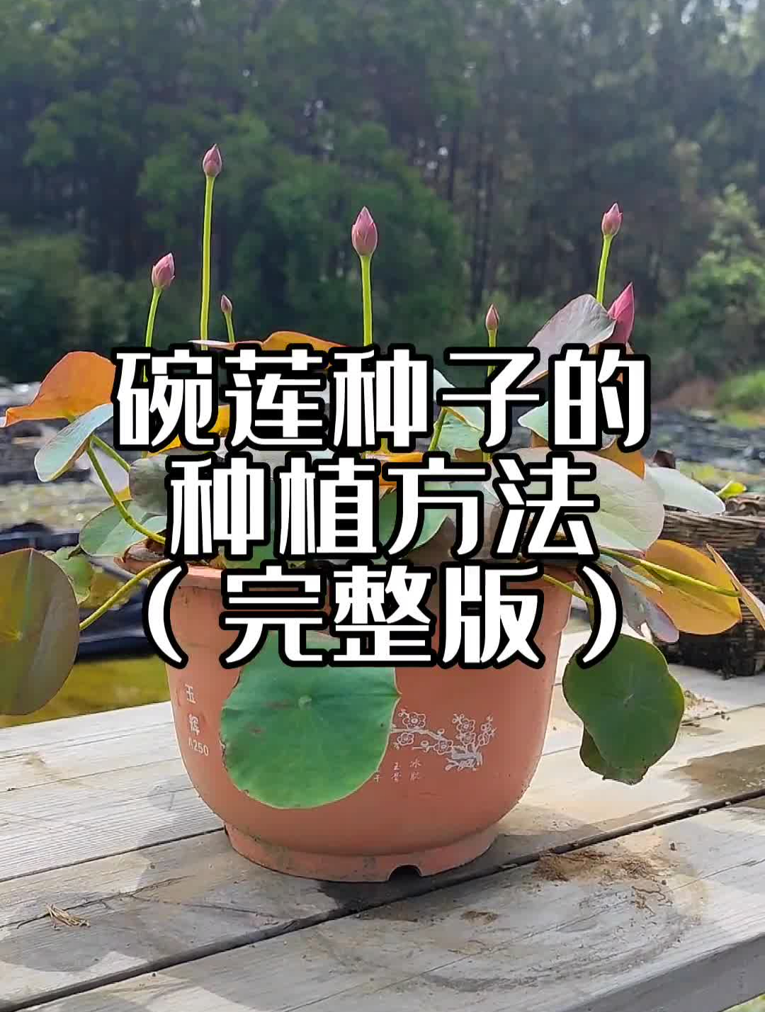 碗莲(盆栽荷花)种子的种植方法-度小视