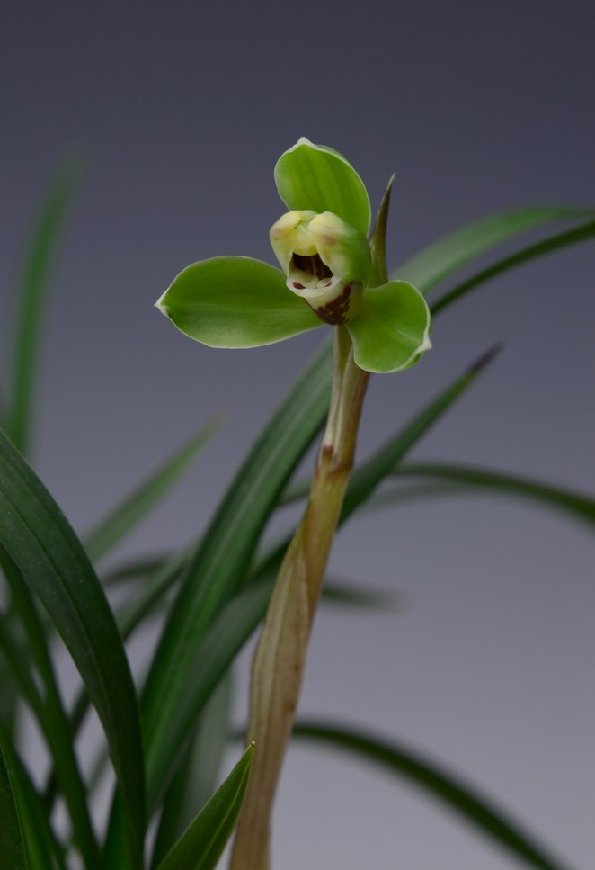 春兰"老八种"——万字,花品端庄神韵轩昂,香味浓郁而持续绵长