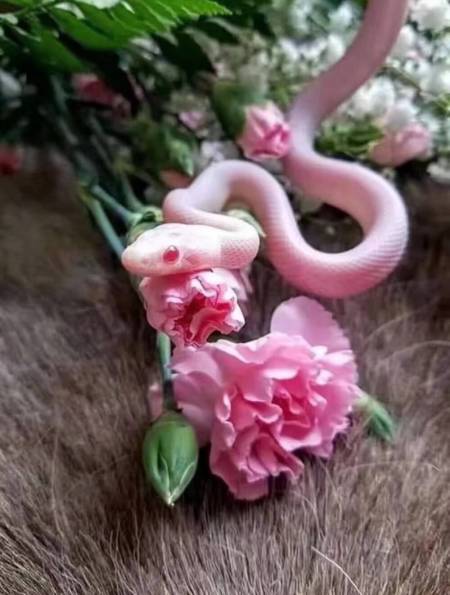 松鼠驱赶黄金眼镜蛇,灵活闪躲不断骚扰,让眼镜蛇陷入麻烦