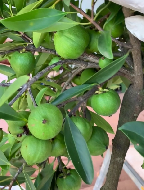 岭南山竹国内种植的山竹