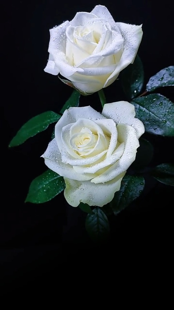 治愈风景:无爱一身轻,有爱成神经玫瑰花白玫瑰