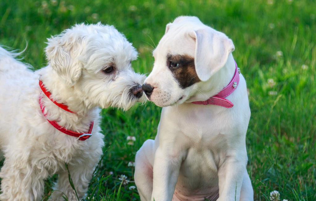 两只狗狗交配时,能强行把它们分开吗?