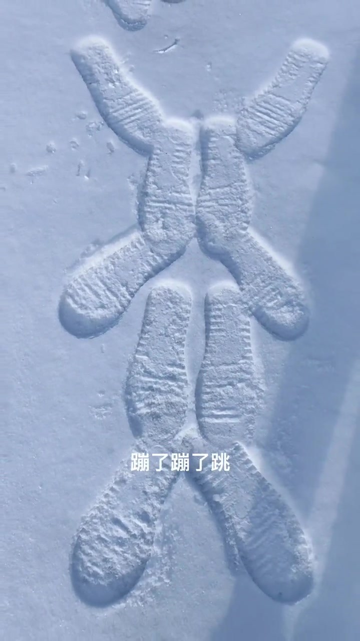 小白兔,雪地里画兔子,可爱的人总是发现可爱的事