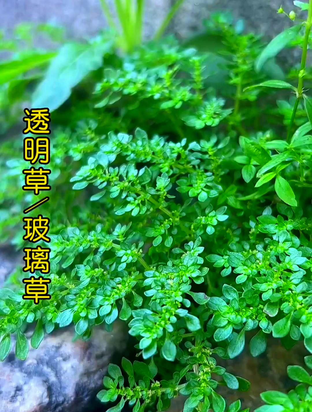植物科普:透明草,这个植物南方经常见,只是了解它的并不多!-度小视