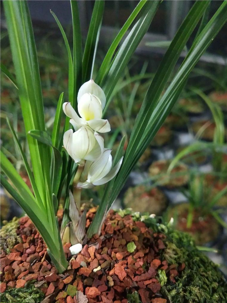 素冠荷鼎是十大名贵兰花之一