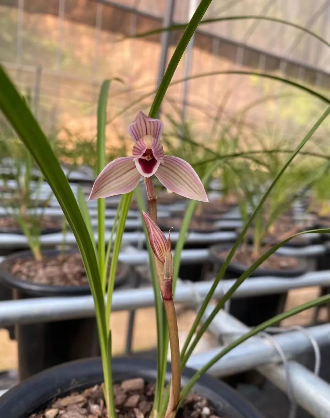 莲瓣兰经典铭品——心心相印,花姿优美,兰香浓醇,寓意美好