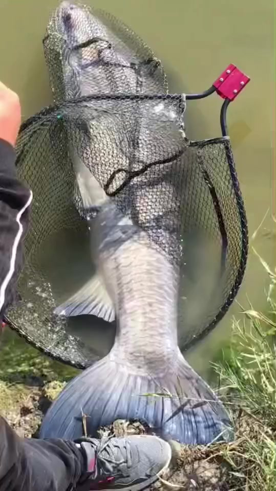 钓友们我终于钓到100斤的大青鱼了今天成功把鱼池老板给盘了