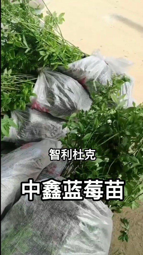 智利杜克蓝莓苗 蓝莓苗基地打包发货中 蓝莓苗基地智利杜克