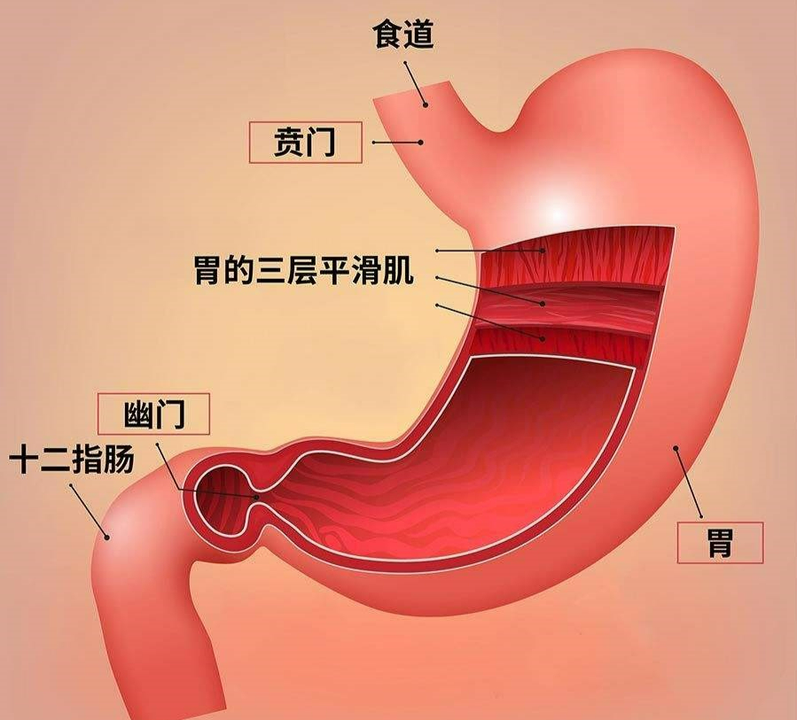 胃窦与幽门的位置图片图片