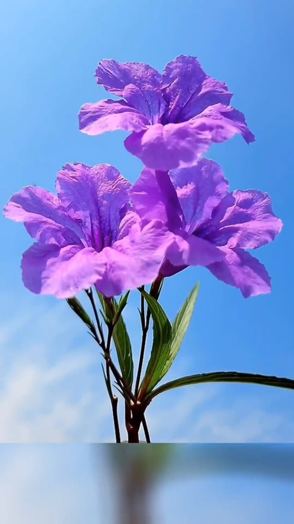 愈风景自然:蓝花草花色优雅,花姿美丽,花语是希望