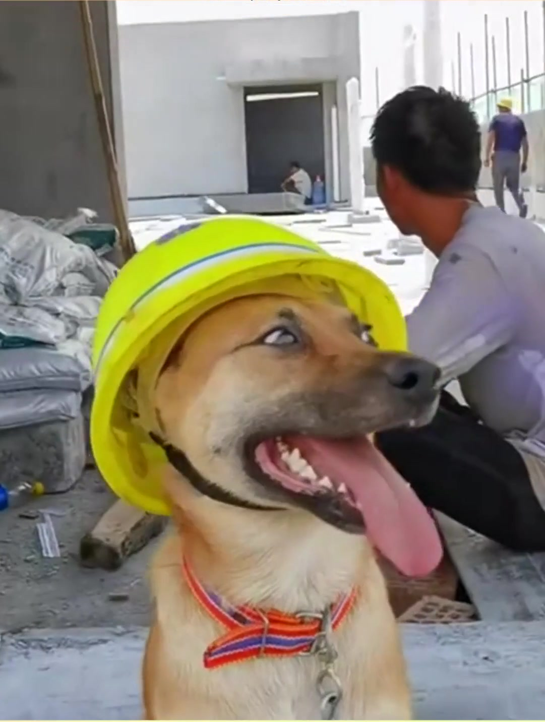 这年头连工地的狗子,都戴上安全帽了,这上哪说理去!