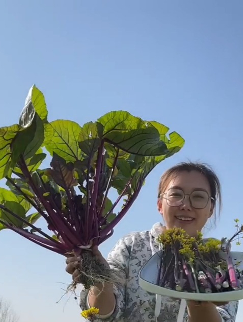 红菜苔种植方法图片