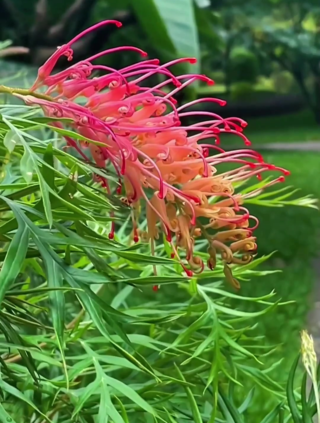 风很温柔,花也很美,把烦心事丢掉,腾出地方来装鲜花 红花银桦-度小视