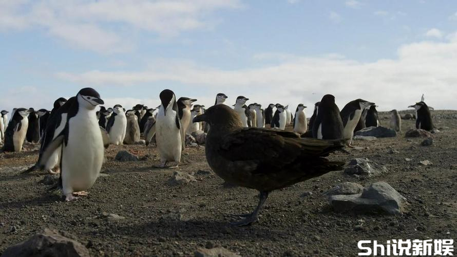 引发热议!《地球脉动2》:为何这部电影成为全球话题焦点?