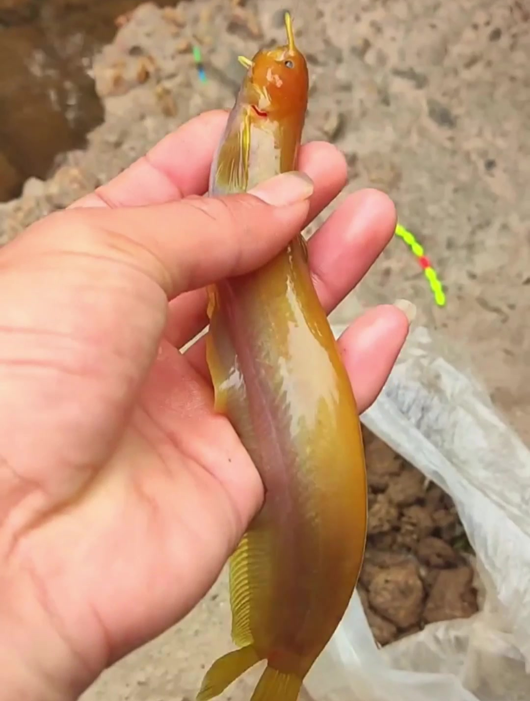 难得一见的黄金冷水鲶,居然被我给钓到了,据说价值几百块钱一斤