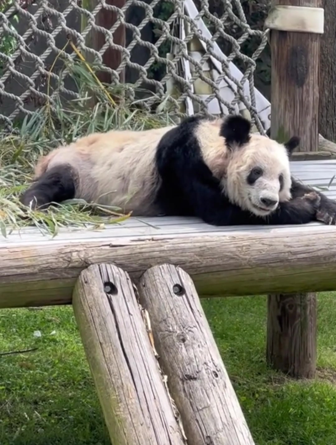 大熊猫丫丫又一次爬高高,惬意地趴在木架上晒太阳!感动开心