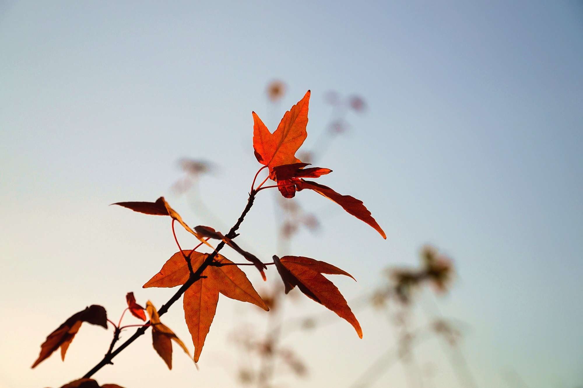 红叶石楠树 冬天图片
