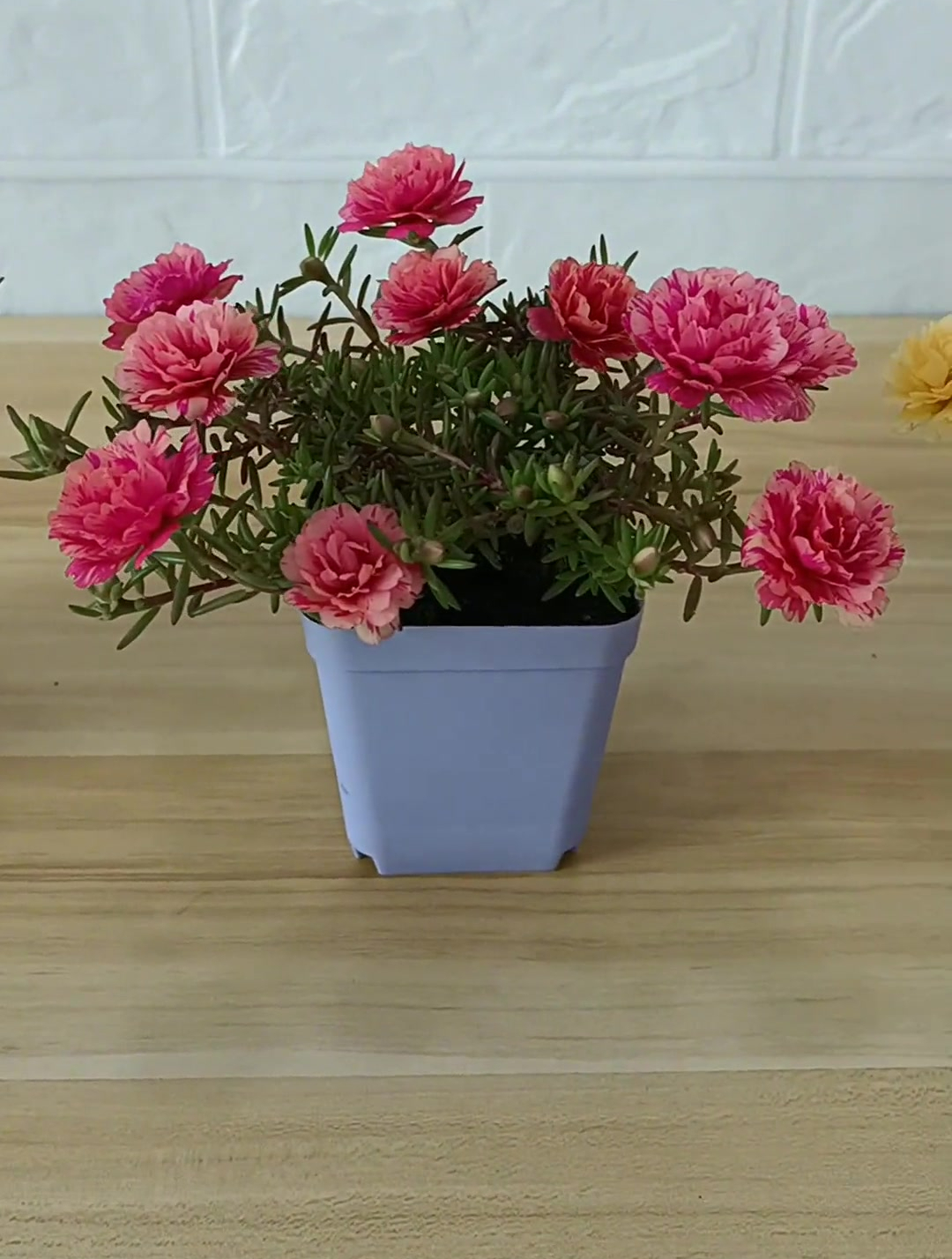 如果地方小,就培养迷你版的吧 宿根重瓣太阳花 太阳花迷你版