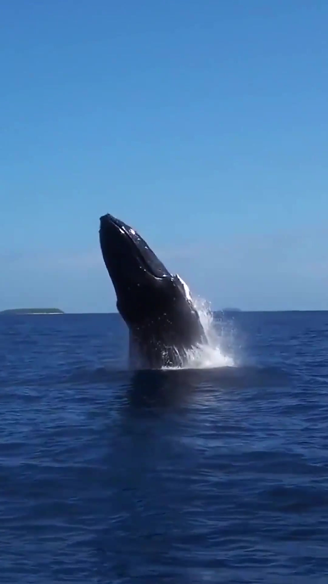 深海座头鲸瞬间跃出水面,重达156吨,海底的小霸王!