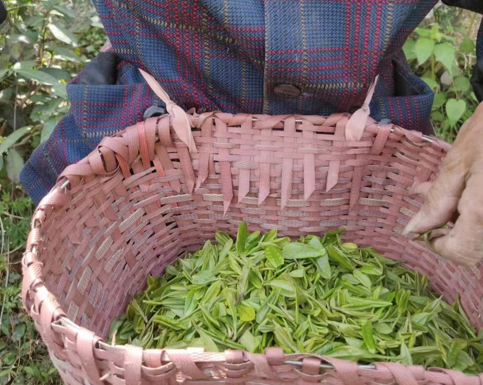 一杯玉葉茶,展現了桐柏的千年文化底蘊