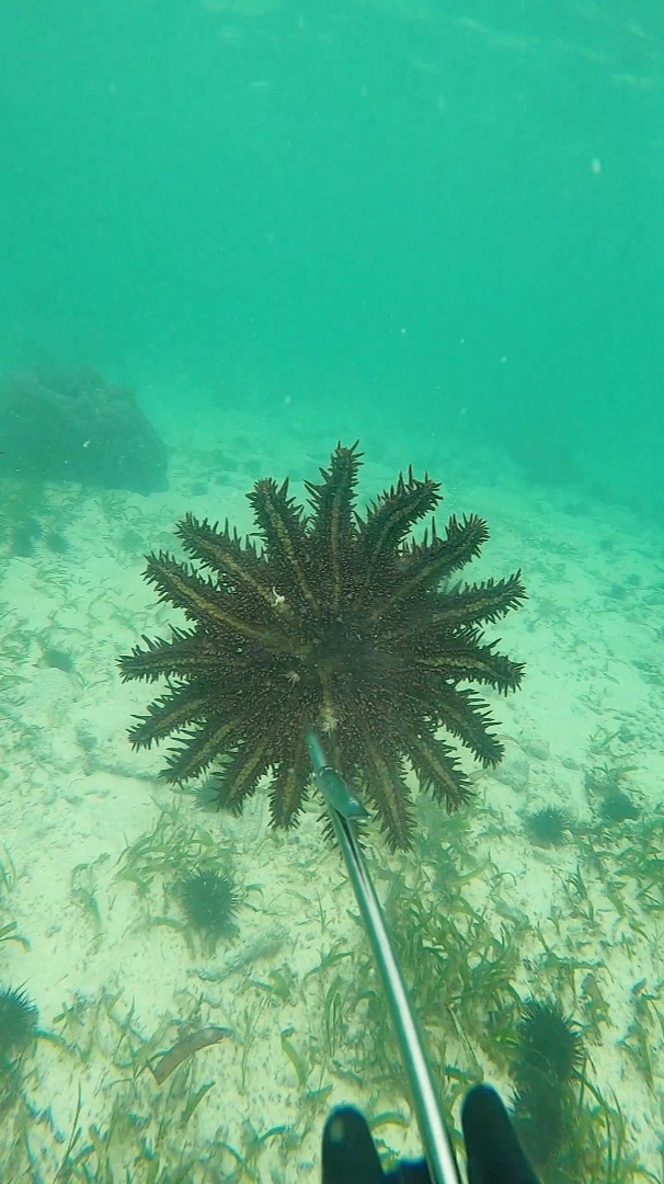 珊瑚杀手棘冠海星它的天敌只有法螺问题是法螺数量少之又少所以灭它的