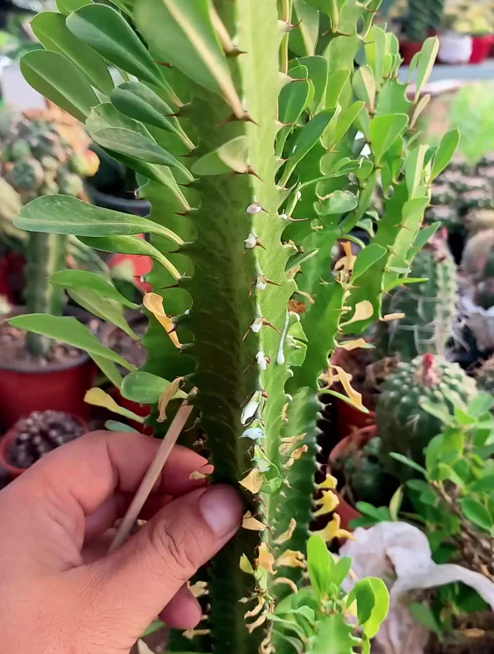 龙骨嫁接红刺梅分享!