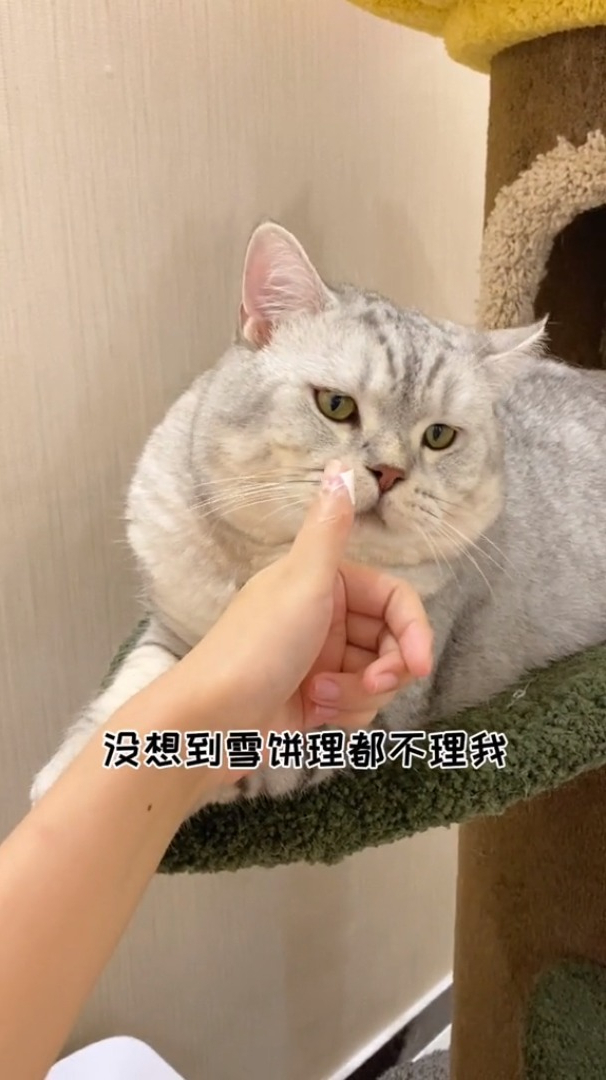 原来小猫咪什么都懂最后雪饼真的把我感动到了