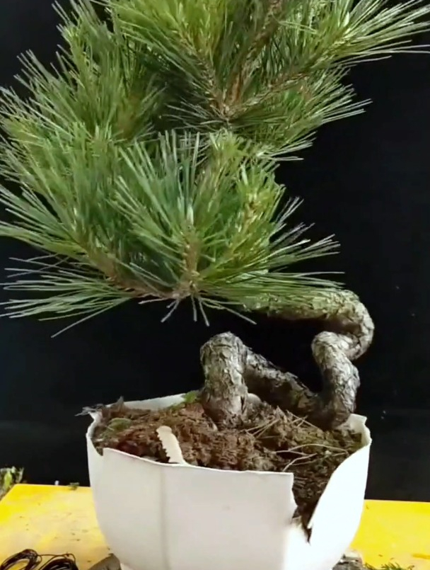 黑松短针的最好季节来临了你的黑松短针了吗