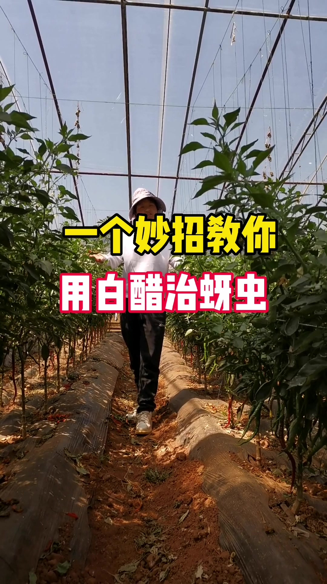 见过用白醋治蚜虫吗看完这个视频让你吃到绿色蔬菜