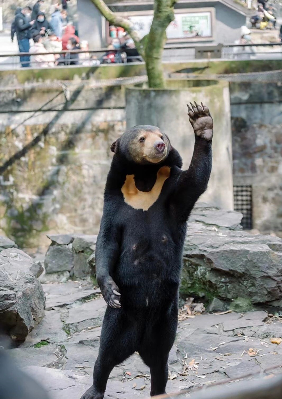 早上起来就看到朋友发过来的图片,说你看这只马来熊多可爱,本来兢兢业