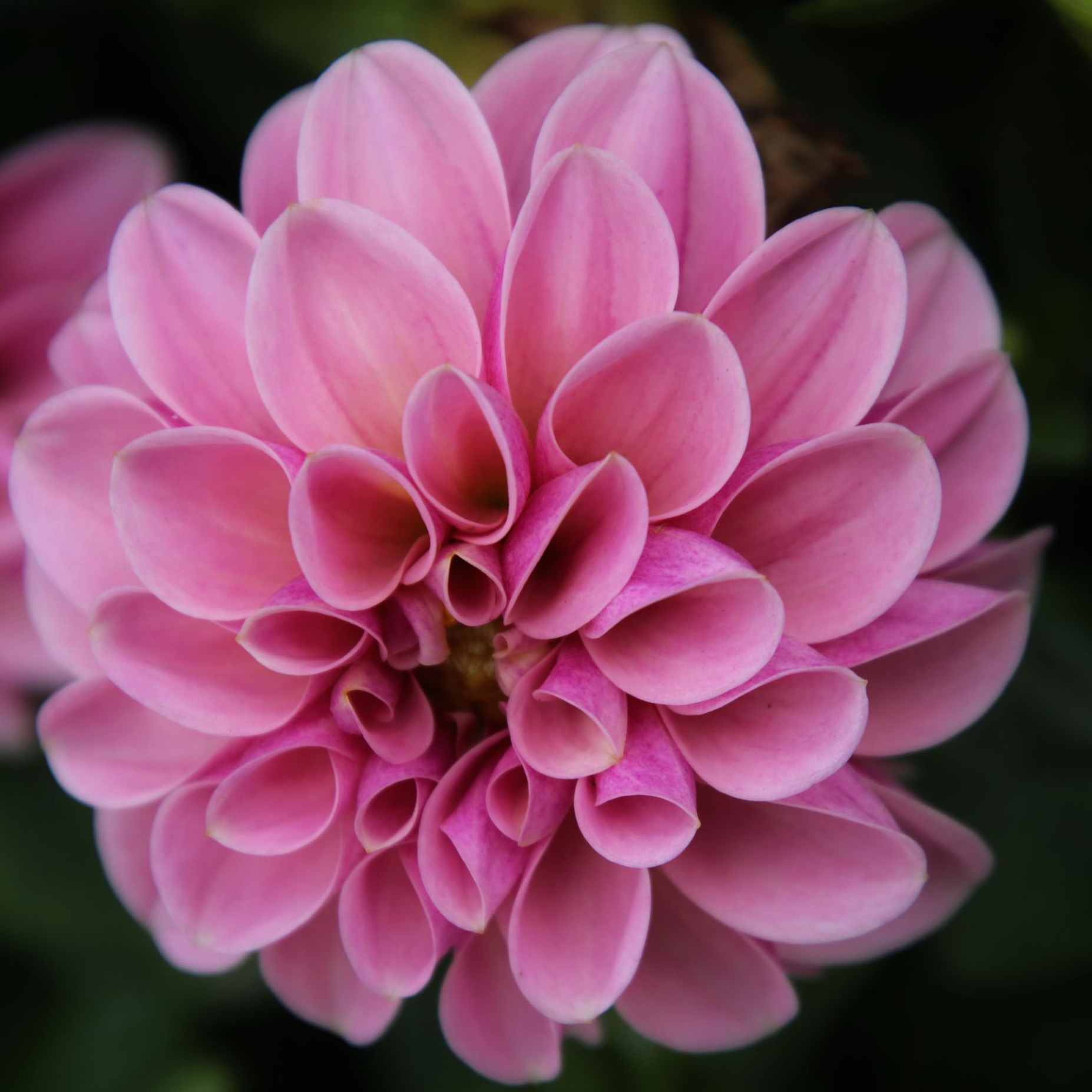 小丽花的花语与寓意:充满希望与活力的象征