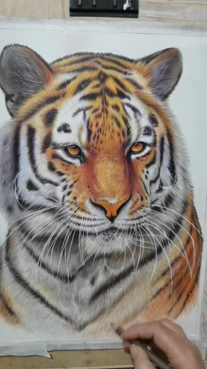 彩铅画老虎,绘画日常