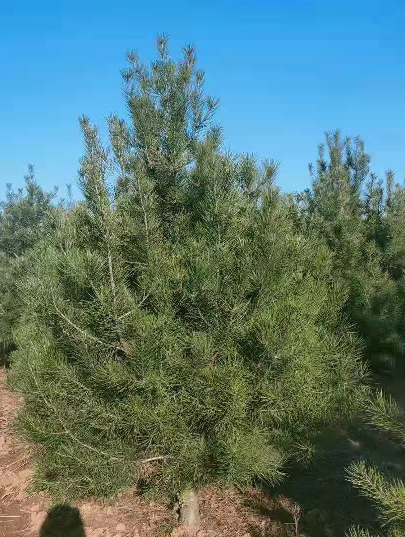 4米丛生白皮松开挖实纪-陕西钰尚园林