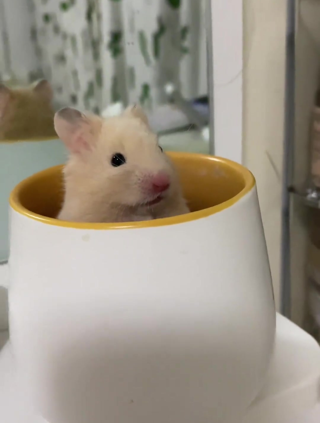 这哪是一只鼠鼠,这明明就是一只脆皮迷你小乳猪