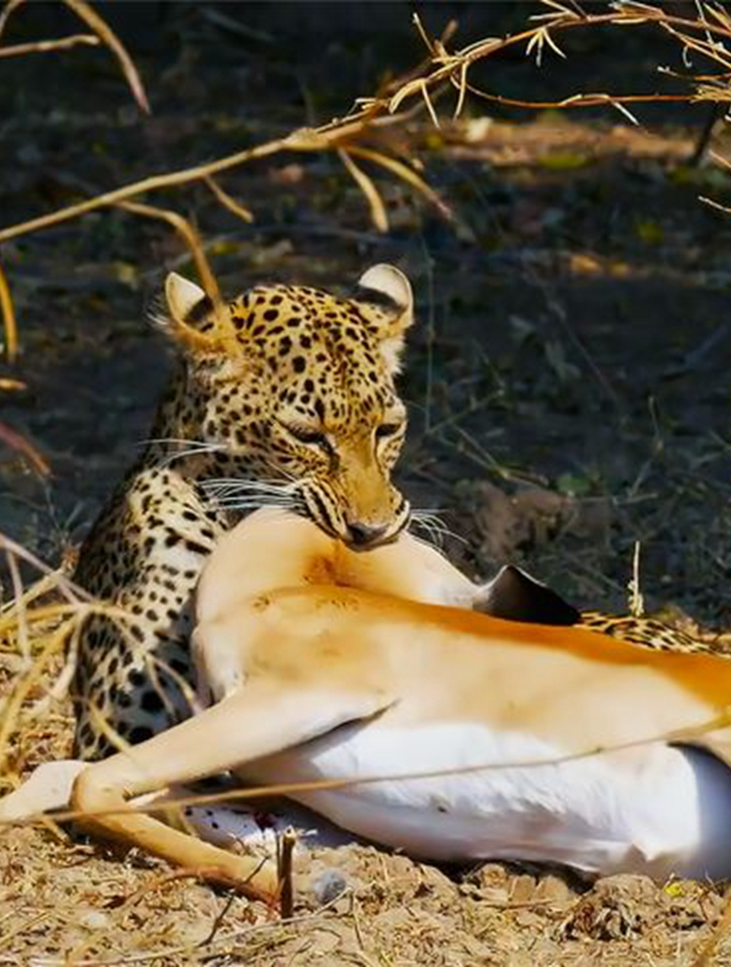 花豹居然是个"怂包",每次抓到猎物,总被鬣狗抢走