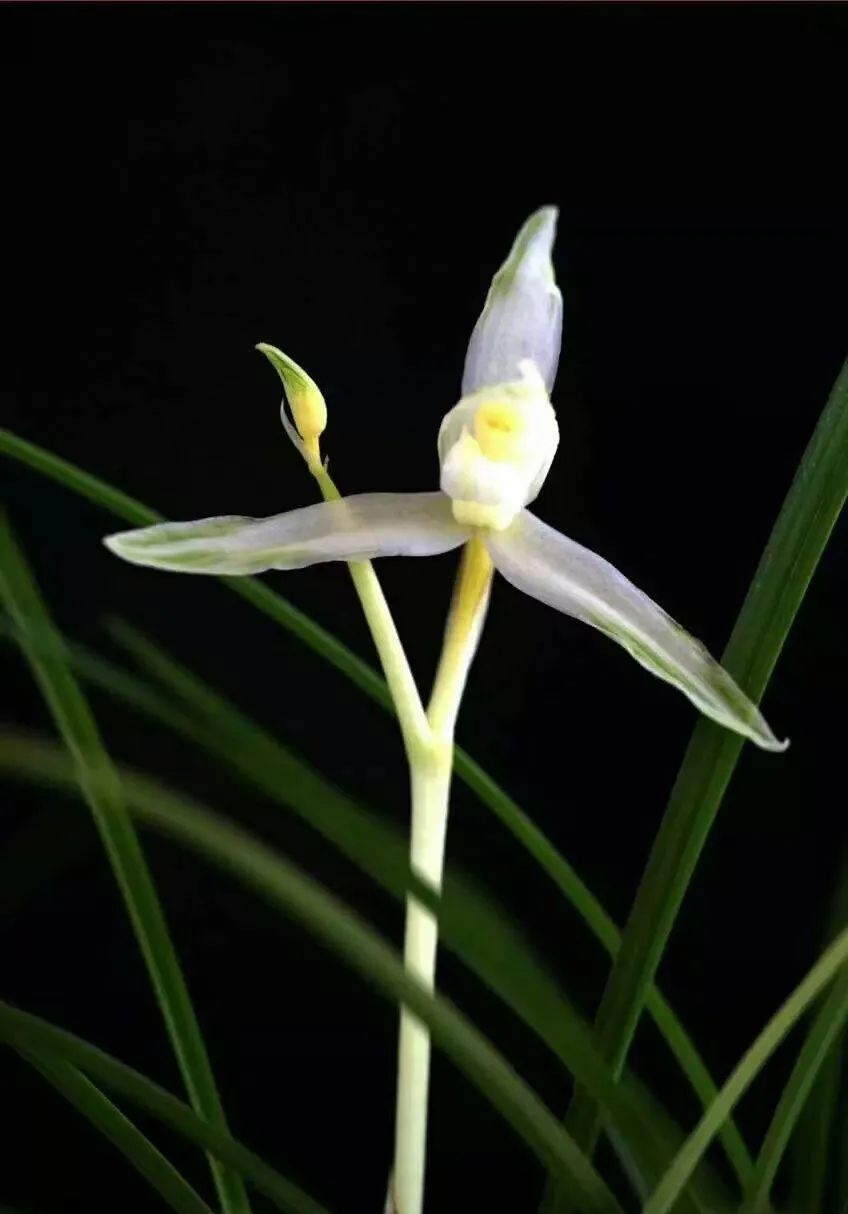 莲瓣兰艺草珍品金镶玉,花型端庄,清香优雅,花艺双全,魅力十足